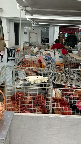 R. França Júnior, 4450-135 Matosinhos