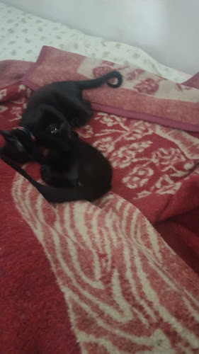 Opinii despre Ruccula în Alvor - Gastronomia e hotelaria