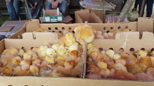 Mercado Cerdal - Gastronomia e hotelaria