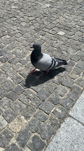 Comentarii opinii despre Taberna Benito