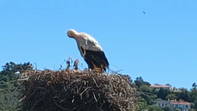 Pastelaria Castelo - Fernando Miguel Gonçalves Sequeira