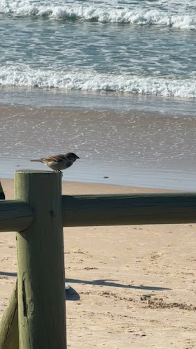 Opinii despre Tribo da Praia - Bar da Praia în Ferrel - Gastronomia e hotelaria