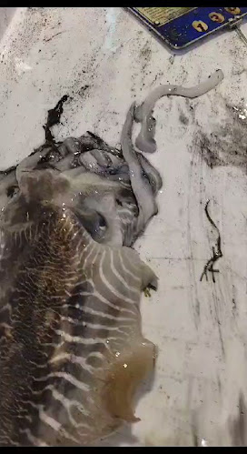 Mercado Municipal de Altura - Gastronomia e hotelaria