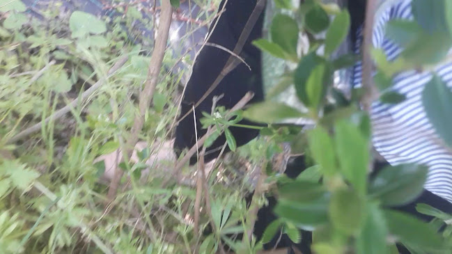 Restaurante O Amável