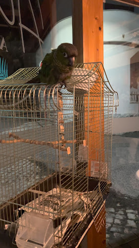 Aloha Caffe - Gastronomia e hotelaria