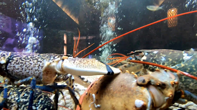 Opinii despre Apollo Caffé în Fátima - Gastronomia e hotelaria