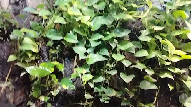 Queda d'Água - Matosinhos