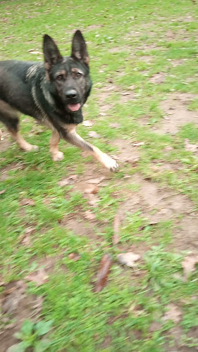 Opinii despre Café Lércio - Prato do dia e Snacks în Santa Maria da Feira - Gastronomia e hotelaria