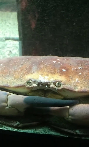 Opinii despre Sem Espinhas - Guadiana în Vila Real de Santo António - Gastronomia e hotelaria