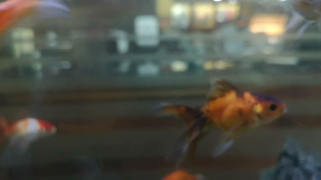 Churrasqueira Santa Eulália