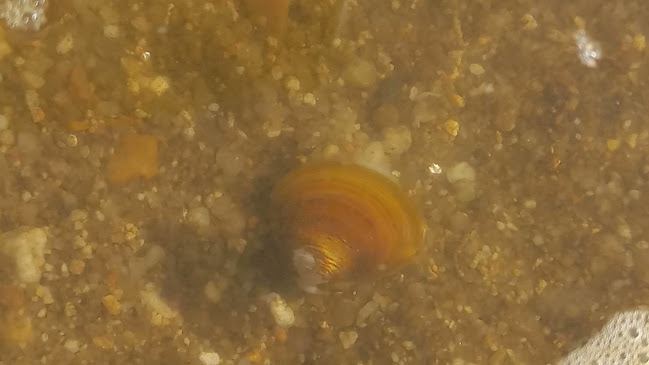 Praia Fluvial De Marecos - Gastronomia e hotelaria