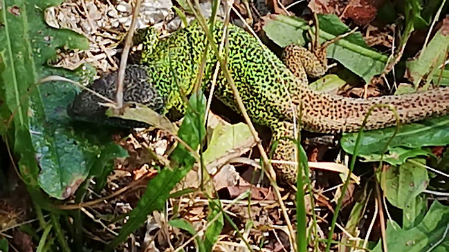 Piovacora Pesca Lazer e Restaurante - Gastronomia e hotelaria