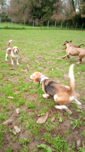 Café Lércio - Prato do dia e Snacks