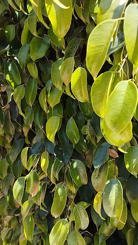 Opinii despre Café/Bar XS în Olhão - Gastronomia e hotelaria