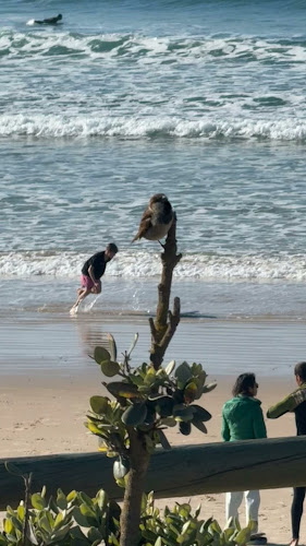 Tribo da Praia - Bar da Praia