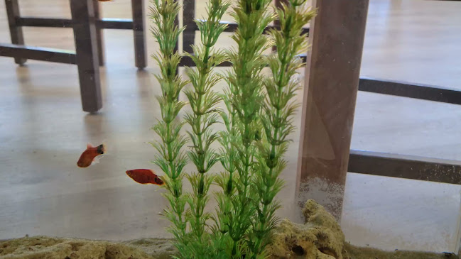 Restaurante Lota Nova