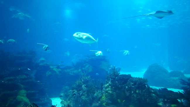 Comentarii opinii despre McDonald's - Parque das Nações