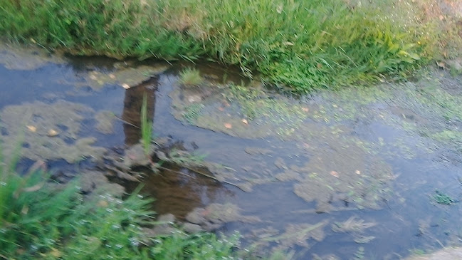 Comentarii opinii despre Restaurante "O Pesquisa" - Prato do dia