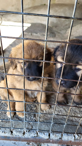 Café Estrela D'Alva - Sabugueiro