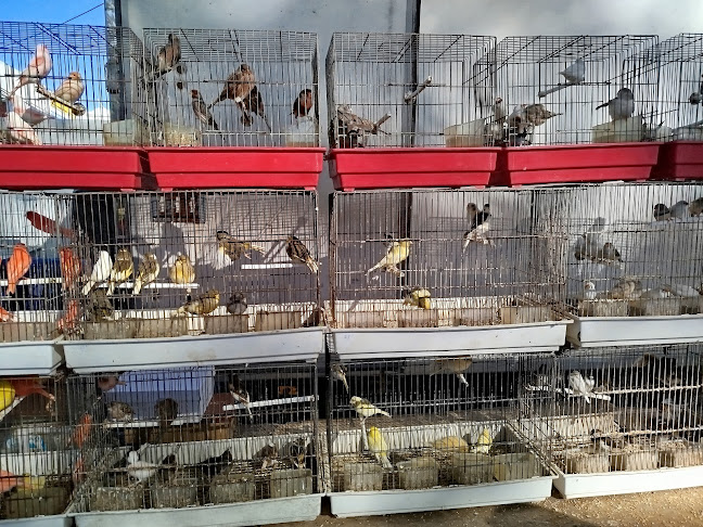 Comentarii opinii despre Mercado Cerdal