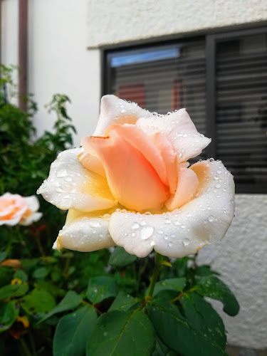 Opinii despre Padaria Trigal în Fânzeres - Gastronomia e hotelaria