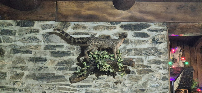 Comentarii opinii despre O Careto