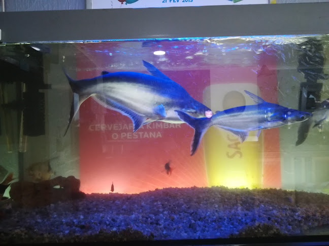 R. Armindo de Almeida 34A, 2830-256 Barreiro