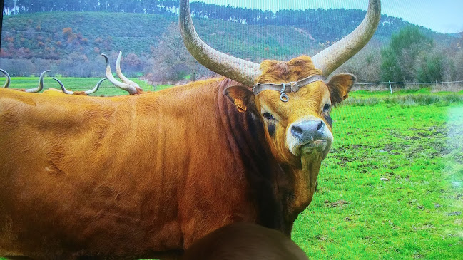 Comentarii opinii despre Barrosã Restaurante