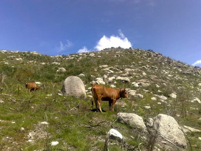 Opinii despre Café Campo da Feira în Amarante - Gastronomia e hotelaria