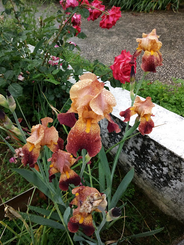 Café Cabeleira - Gastronomia e hotelaria