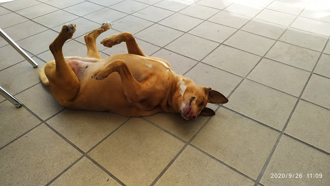 Snack-Bar Os Namorados