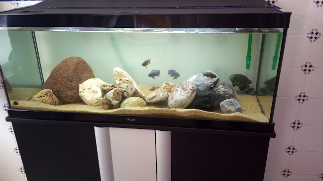 Estr. dos Curralinhos N-8 r/c Esq, 2135-246 Samora Correia