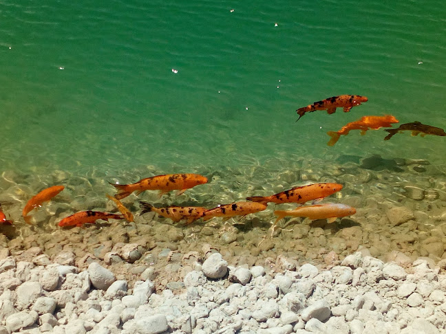 Opinii despre Barley's Cartaxo în Cartaxo - Gastronomia e hotelaria