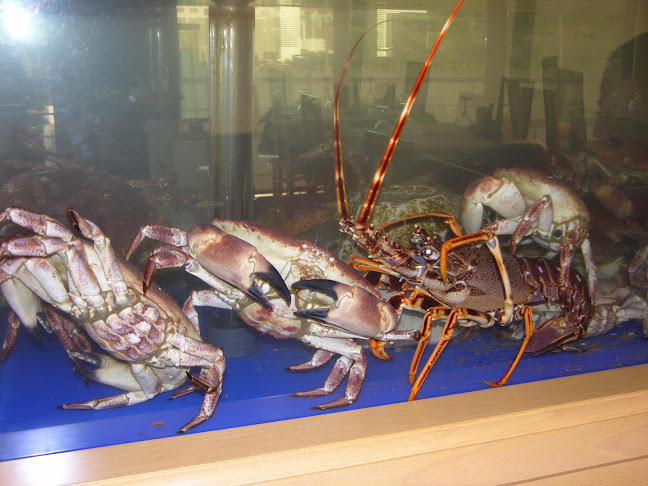 Opinii despre Restaurante Marisqueira Bela Vista, Lda. în Fundão - Gastronomia e hotelaria