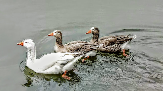 Comentarii opinii despre São Lourenço by Trincanela