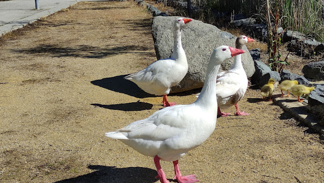 Parque da Cidade Quiosque, R. D9, proximo da rua nº 02050446 2, 7800-292 Beja