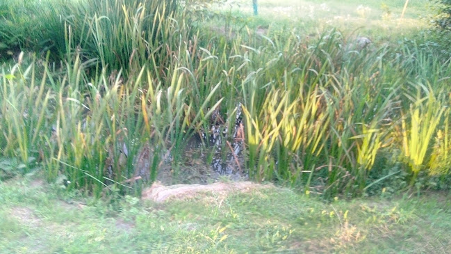 Restaurante "O Pesquisa" - Prato do dia - Freamunde