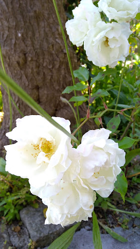 Churrasqueira Verão Azul - Porto