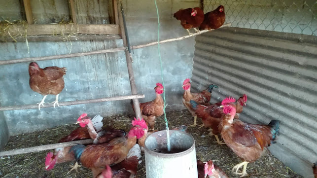 Restaurante Petisqueira Marques - Gastronomia e hotelaria