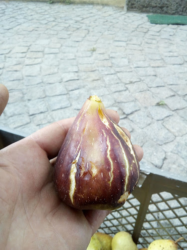 Rua das Carvalhas 66, 3525-514 Aguieira, Portugal