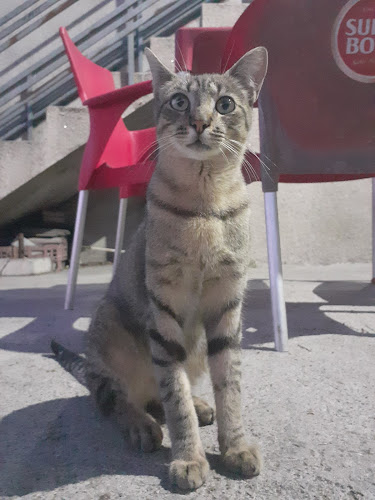 Associação Cultural Recreativa Desportiva Santa Marta Alvre