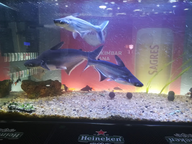 kim bar o pestana - Gastronomia e hotelaria