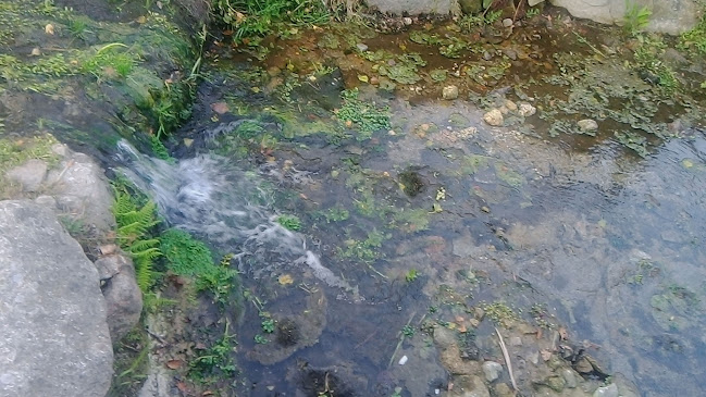 Opinii despre Restaurante "O Pesquisa" - Prato do dia în Freamunde - Gastronomia e hotelaria