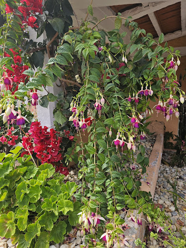 Restaurante A Cova (Tavarede) - Prato do dia - Gastronomia e hotelaria