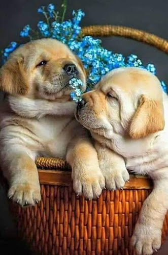 Comentarii opinii despre Restaurante Bar Flor de Santo Amaro