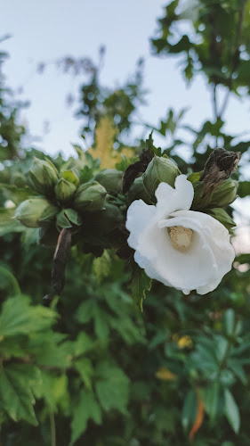 R. de Linhares 5, 4560-800