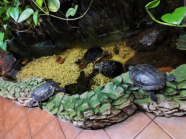 R. Brito e Cunha 200, 4450-082 Matosinhos