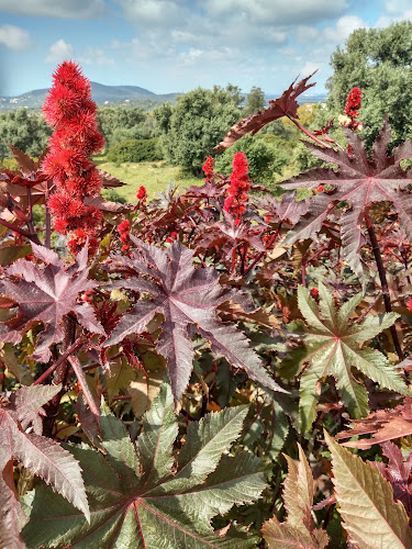 Restaurante O Churrasco da Pipa - Gastronomia e hotelaria