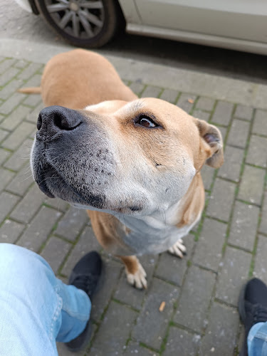 Opinii despre Café Boss în Rio Mau - Gastronomia e hotelaria