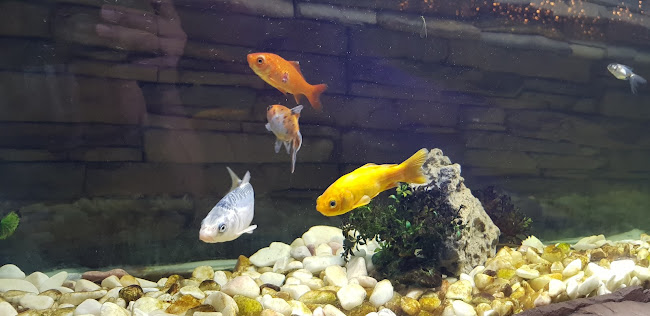 Opinii despre B Blush în Mouriz - Gastronomia e hotelaria